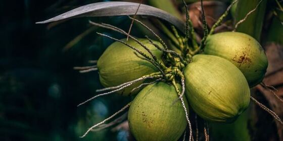 Acqua di cocco: l'idratazione ideale per chi fa sport 