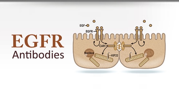 EGFR Antibodies