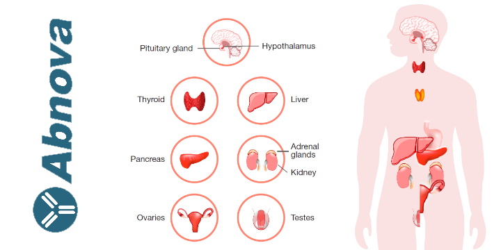 Endocrine ELISA kit from Abnova